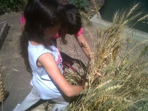 Harvesting Wheat