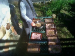 Set out Flower Paper to Dry