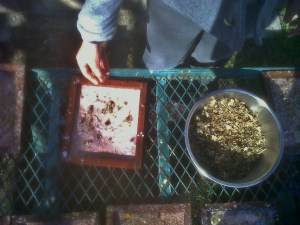 Sprinkle Wet paper with Dried Flower Seeds from the Garden