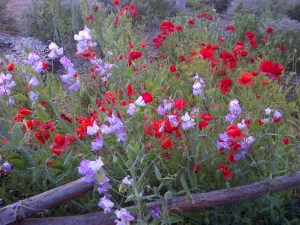 Sweet peas and poppies!