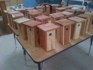 Grade 4 bluebird houses are complete!