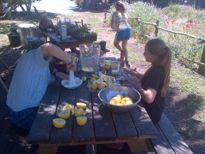 Grade 6 makes lemonade with the Morgan Center students