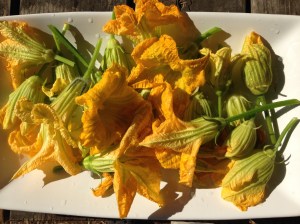 Squash and Pumpkin Blossoms